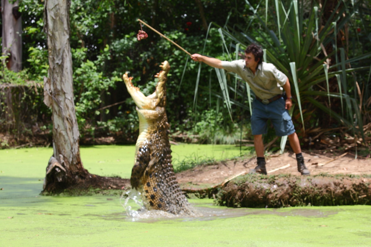 Crocodile jumping