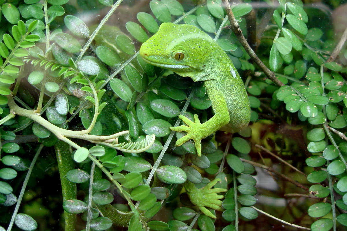 gecko or anole